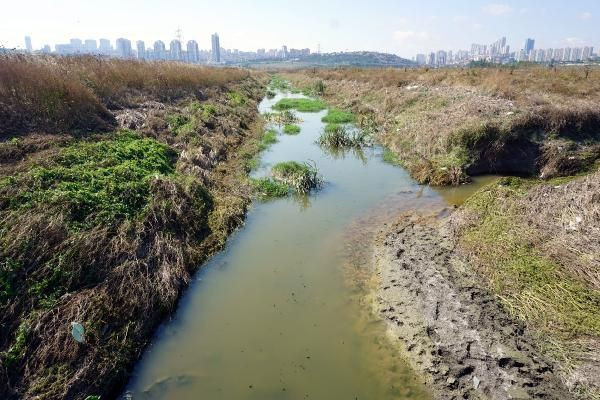 İstanbul'a sivrisinek kabusu: İlaçlara karşı direnç kazandı - Resim: 1