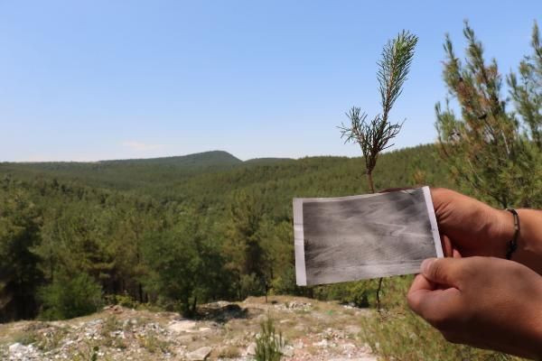 Çorak arazi 40 yılda ormana dönüştürüldü! İnanılmaz değişim - Resim: 4