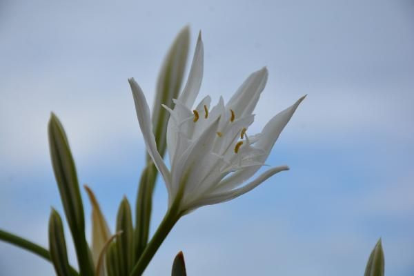 Koruma altına alındı! Kum zambağını koparmanın cezası 73 bin TL - Resim: 1