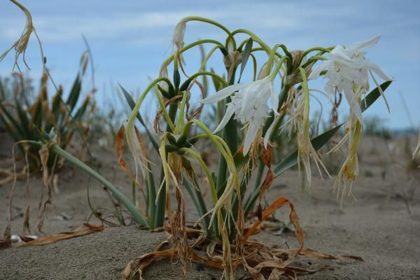 Koruma altına alındı! Kum zambağını koparmanın cezası 73 bin TL - Resim: 2