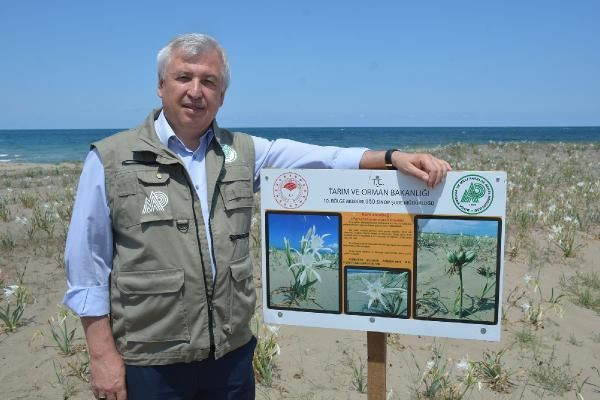 Koruma altına alındı! Kum zambağını koparmanın cezası 73 bin TL - Resim: 3