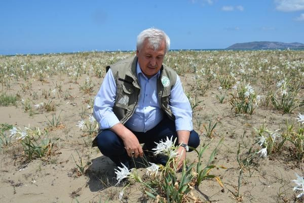 Koruma altına alındı! Kum zambağını koparmanın cezası 73 bin TL - Resim: 4