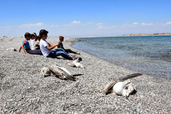 Van'da martılar konoravirüsten öldü söylentisi panik yarattı - Resim: 4