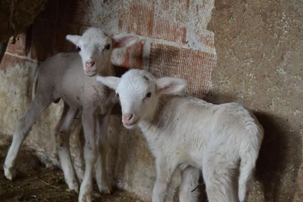 Manisa'da ilginç olay! Kuzularına öyle isimler verdi ki duyanlar şaşkına döndü - Resim: 3