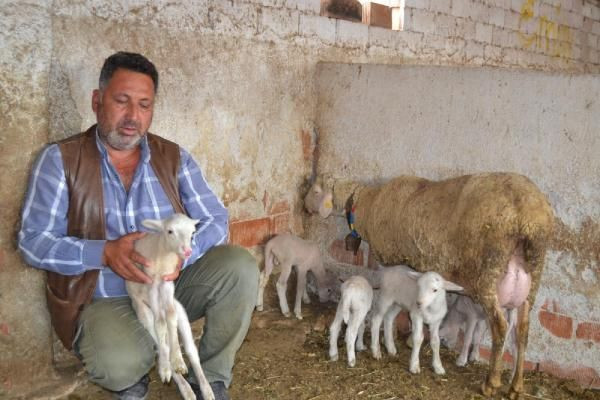 Manisa'da ilginç olay! Kuzularına öyle isimler verdi ki duyanlar şaşkına döndü - Resim: 1