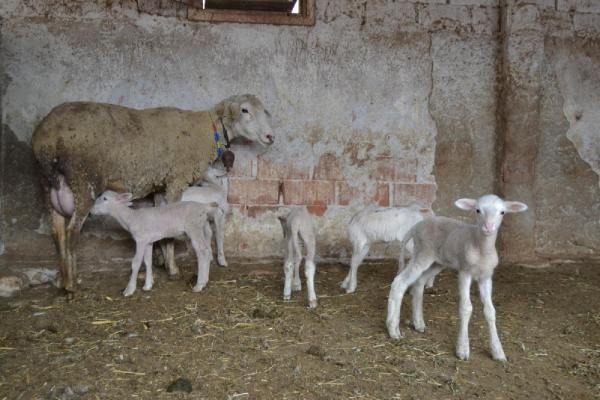 Manisa'da ilginç olay! Kuzularına öyle isimler verdi ki duyanlar şaşkına döndü - Resim: 4