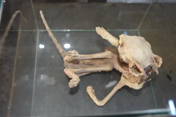 Niğde'de esrarengiz iskeleti 4 profesör inceledi kimse ne olduğunu bilmiyor - Resim: 4