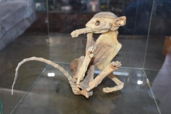 Niğde'de esrarengiz iskeleti 4 profesör inceledi kimse ne olduğunu bilmiyor - Resim: 3