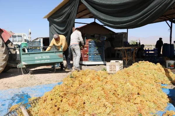 Niğde'de üzümden köfter yaptılar talep yağıyor yurt dışına satıyorlar - Resim: 3