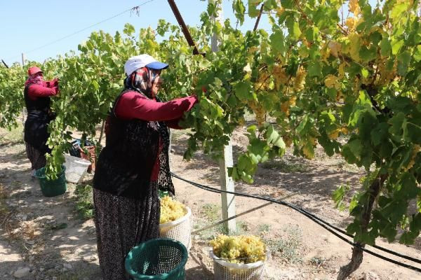 Niğde'de üzümden köfter yaptılar talep yağıyor yurt dışına satıyorlar - Resim: 2