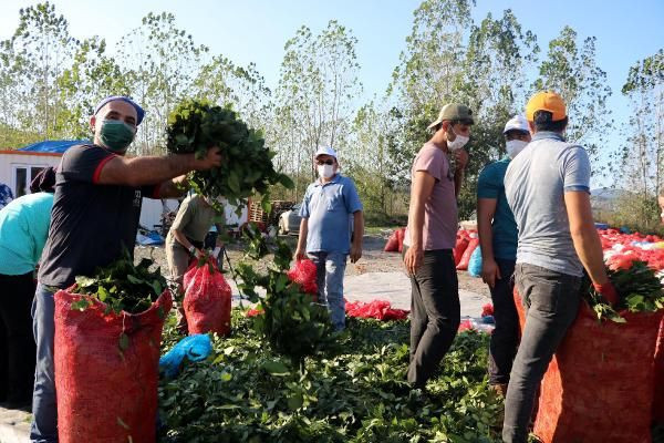Zonguldak'ta ilk tesisi kurdu dünyaya ihraç ediyor! Kilosu 3,5 TL - Resim: 4