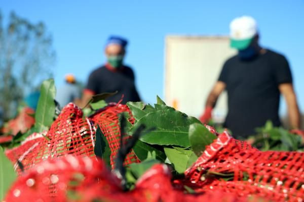 Zonguldak'ta ilk tesisi kurdu dünyaya ihraç ediyor! Kilosu 3,5 TL - Resim: 3