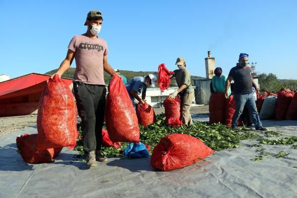 Zonguldak'ta ilk tesisi kurdu dünyaya ihraç ediyor! Kilosu 3,5 TL - Resim: 2