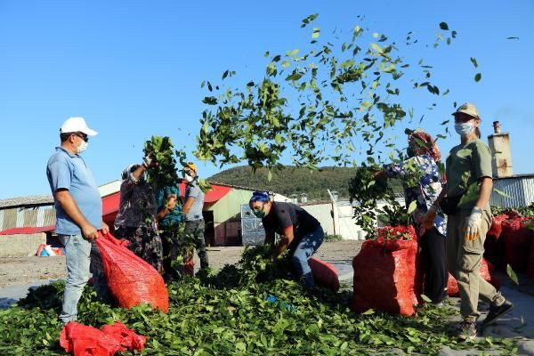 Zonguldak'ta ilk tesisi kurdu dünyaya ihraç ediyor! Kilosu 3,5 TL - Resim: 1
