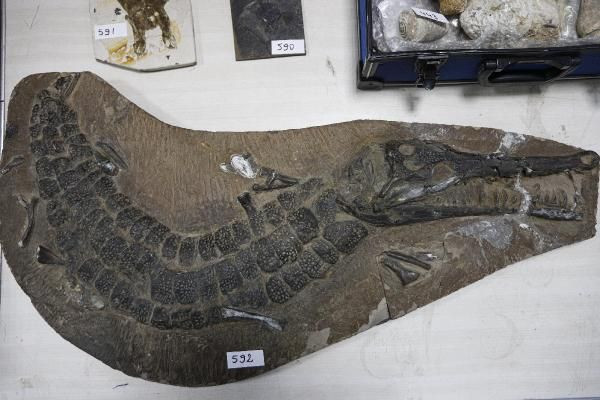 Adnan Oktar'ın Ankara'daki villasından çıktı! Kaçak fosiller 417 milyon yıl öncesine aitmiş - Resim: 3