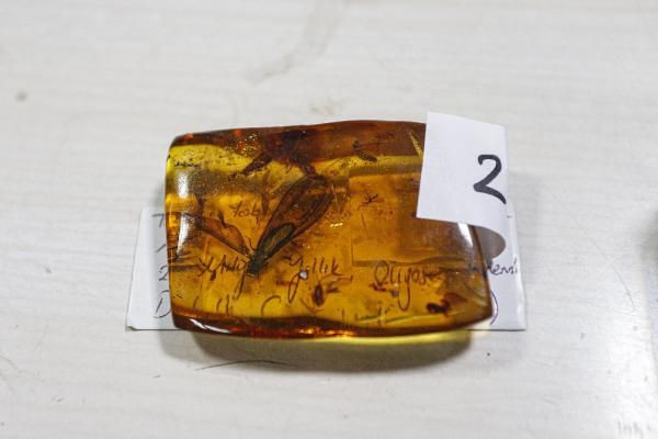 Adnan Oktar'ın Ankara'daki villasından çıktı! Kaçak fosiller 417 milyon yıl öncesine aitmiş - Resim: 4