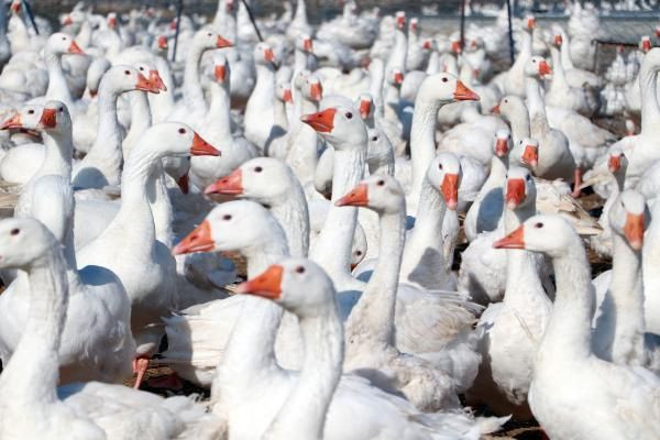 Adana'da hobi olarak başladı paraya para demiyorlar! Şimdi Türkiye'nin her yerine gönderiyor - Resim: 2