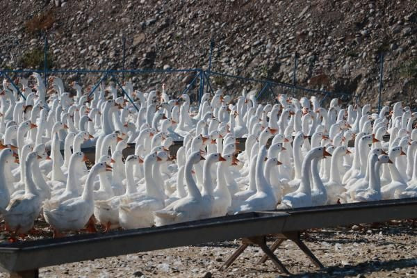 Adana'da hobi olarak başladı paraya para demiyorlar! Şimdi Türkiye'nin her yerine gönderiyor - Resim: 4