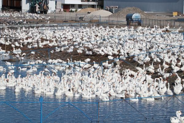 Adana'da hobi olarak başladı paraya para demiyorlar! Şimdi Türkiye'nin her yerine gönderiyor - Resim: 1