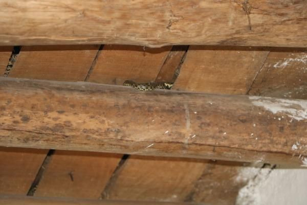 Hakkari'de yılanlar evi istila etti aile kabusu yaşadı! İlk kez... - Resim: 1