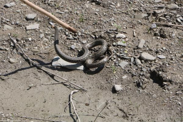 Hakkari'de yılanlar evi istila etti aile kabusu yaşadı! İlk kez... - Resim: 2