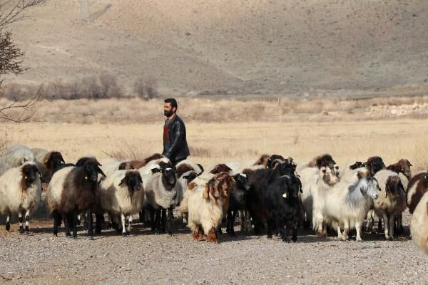 Dünyada sadece Van'da yetişiyor! Röntgen çekilip tescillendi - Resim: 2