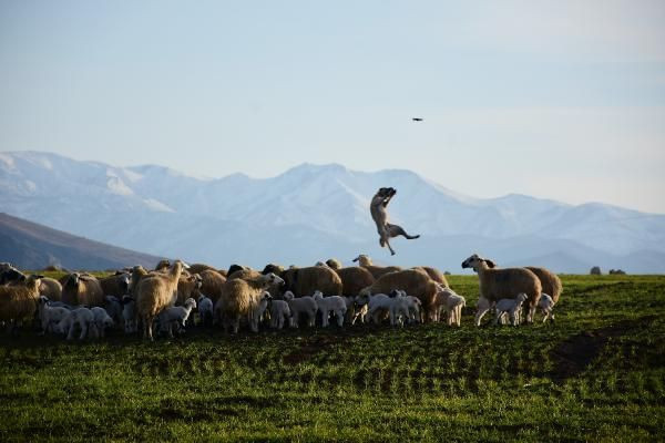 Sivas kangalı uçtu 5 metre yüksekteki dronu havada kaptı işte o anlar - Resim: 2