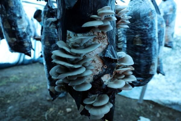 Hobi olarak bu işe başladı paraya para demiyor! Gaziantep'e sipariş yağıyor - Resim: 1