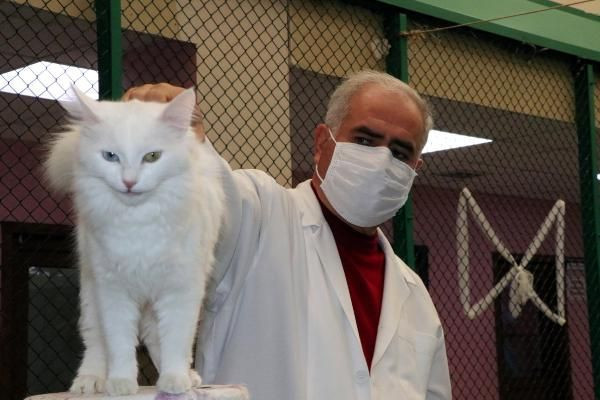 Koronavirüs salgını kedileri de vurdu! Salgın döneminde kedilerde davranış bozukluğu oldu - Resim: 4