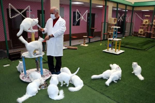 Koronavirüs salgını kedileri de vurdu! Salgın döneminde kedilerde davranış bozukluğu oldu - Resim: 2