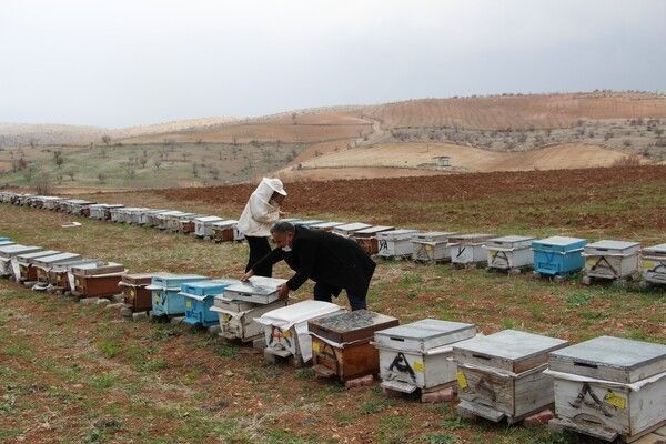 Siirt'te 40 taneyle başladı 300'e çıkardı! Taleplere yetişemiyor - Resim: 3