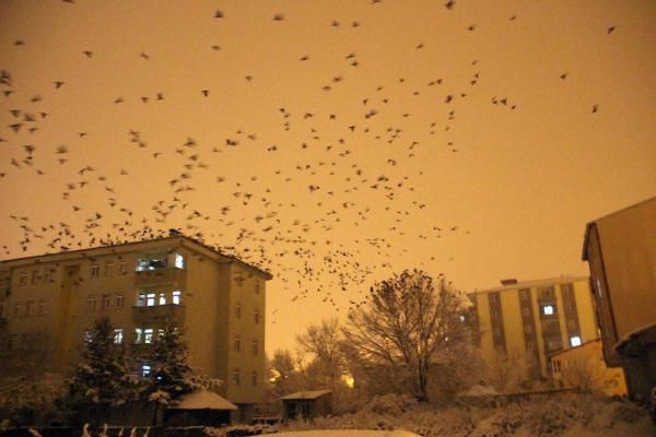 Ardahan'ı kargalar işgal etti! Dev sürüler halinde şehrin gökyüzünü kapattılar - Resim: 3
