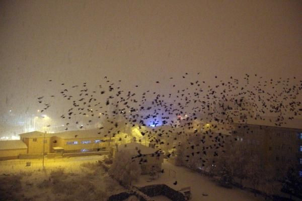 Ardahan'ı kargalar işgal etti! Dev sürüler halinde şehrin gökyüzünü kapattılar - Resim: 4