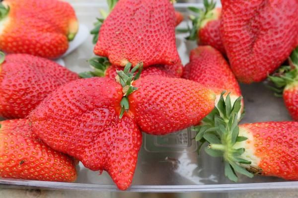 Hormon mu kullanılıyor? Sıcaklık çileği de vurdu şekli bozuldu - Resim: 1