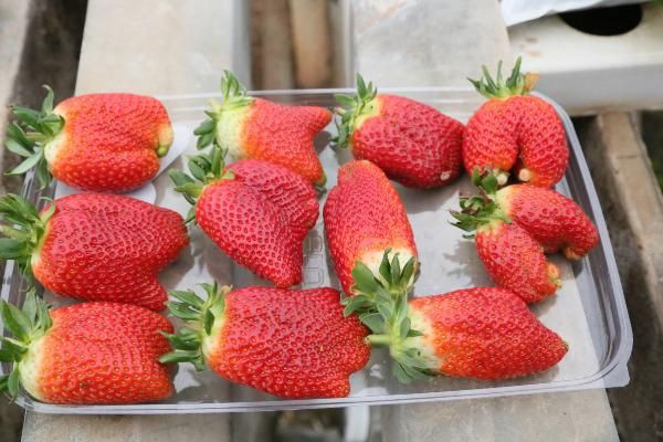 Hormon mu kullanılıyor? Sıcaklık çileği de vurdu şekli bozuldu - Resim: 2