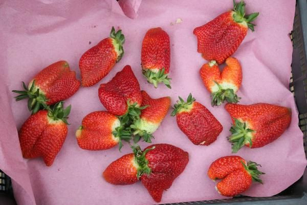 Hormon mu kullanılıyor? Sıcaklık çileği de vurdu şekli bozuldu - Resim: 3