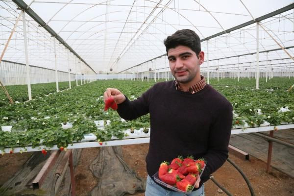 Hormon mu kullanılıyor? Sıcaklık çileği de vurdu şekli bozuldu - Resim: 4