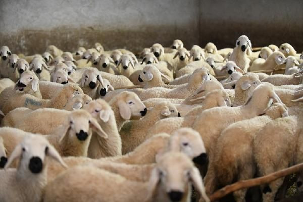 Kayseri'de öğretmenliği bırakıp bu işe başladı! Paraya para demiyor - Resim: 4