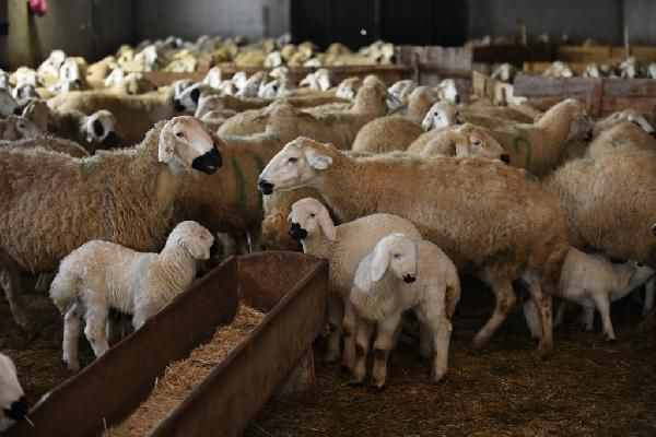 Kayseri'de öğretmenliği bırakıp bu işe başladı! Paraya para demiyor - Resim: 1