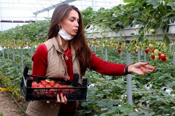 2,5 yıl araştırdı 350 bin lira harcadı! Topraksız tarımla çilek üretti şimdi yurt dışına satıyor - Resim: 1