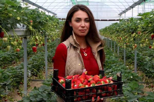 2,5 yıl araştırdı 350 bin lira harcadı! Topraksız tarımla çilek üretti şimdi yurt dışına satıyor - Resim: 2