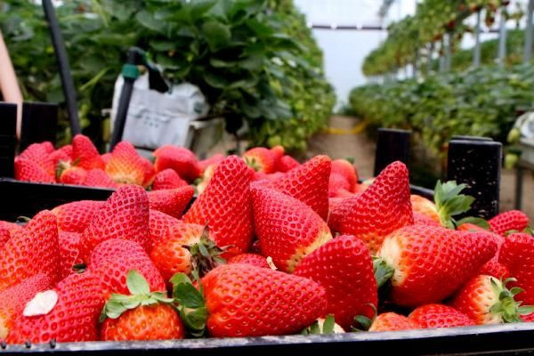 2,5 yıl araştırdı 350 bin lira harcadı! Topraksız tarımla çilek üretti şimdi yurt dışına satıyor - Resim: 3