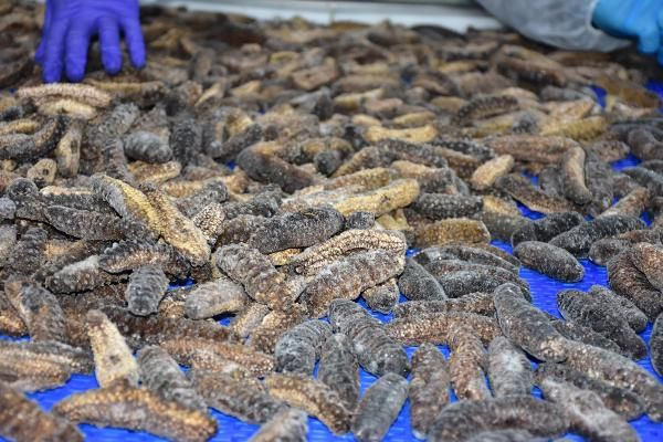 Çin'den Kore'den İzmir'e sipariş yağdı! Türkler yemiyor maskesi bile yapılıyor - Resim: 4