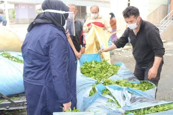 Karadeniz’e 'çay göçü'! 100 binin üzerinde kişi bekleniyor 10 gün izole şartı getirildi - Resim: 3