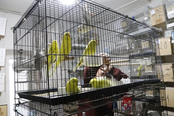 Çanakkale'de devlet memuru hobi olarak başladı! 10 bin liraya kadar satılıyor - Resim: 3