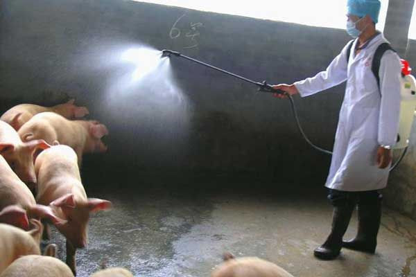 Yine Çin yine yeni bir salgın! Korona bitmeden 'domuz vebası' salgını başladı - Resim: 3