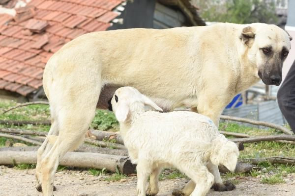 Bursa'da ilginç olay! Çoban köpeği, kuzuya 'süt anneliği' yapıyor - Resim: 1