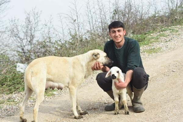Bursa'da ilginç olay! Çoban köpeği, kuzuya 'süt anneliği' yapıyor - Resim: 3