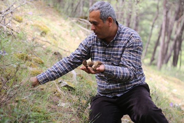 Kilosu 2 bin TL! Antalya'da dağdan toplayıp satıyorlar paraya para demiyorlar - Resim: 3