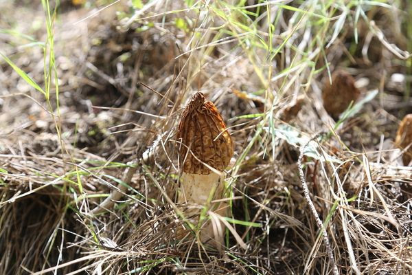 Kilosu 2 bin TL! Antalya'da dağdan toplayıp satıyorlar paraya para demiyorlar - Resim: 4